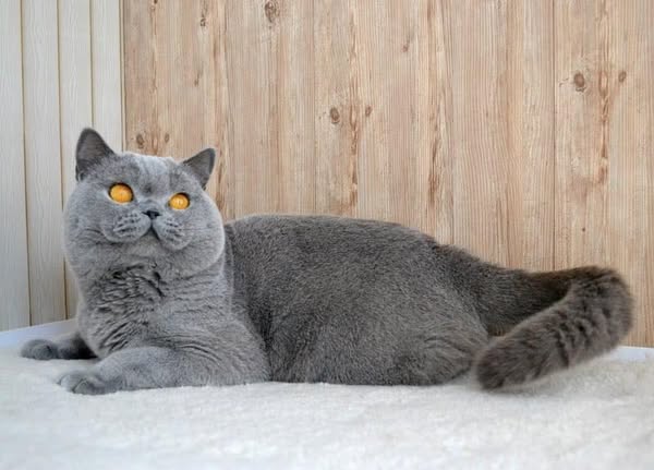 British Shorthair