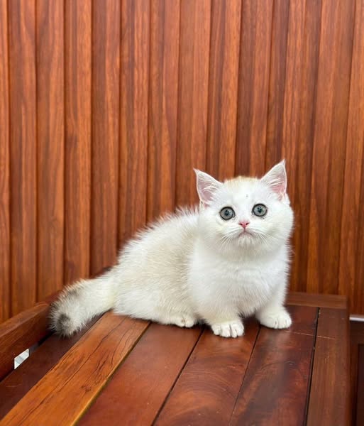 Munchkin
