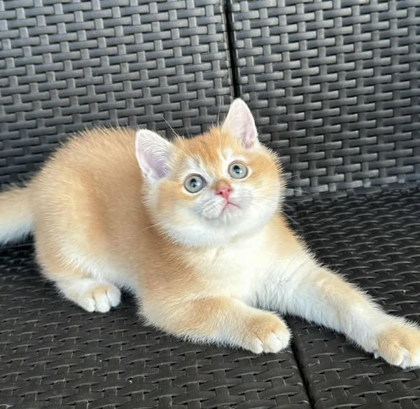 British Shorthair