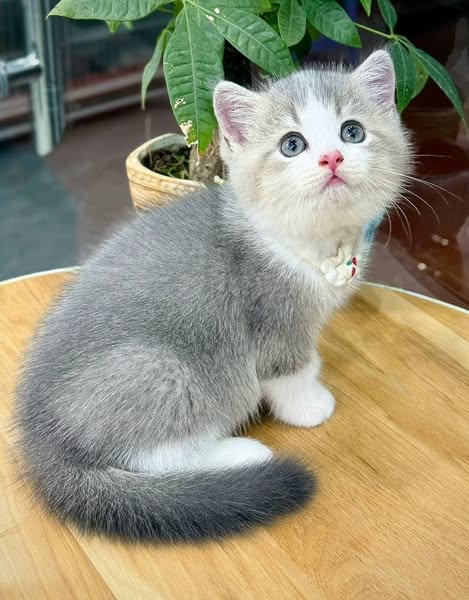 British Shorthair