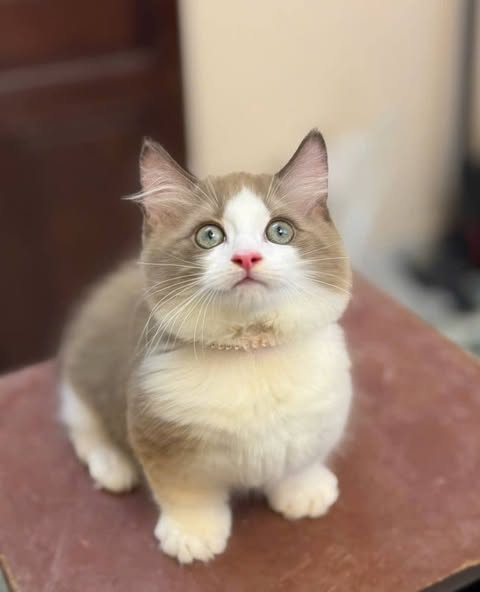 Munchkin