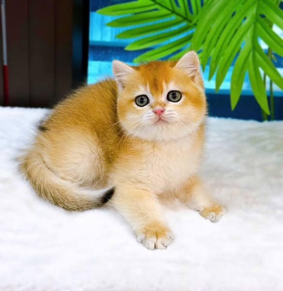 British Shorthair