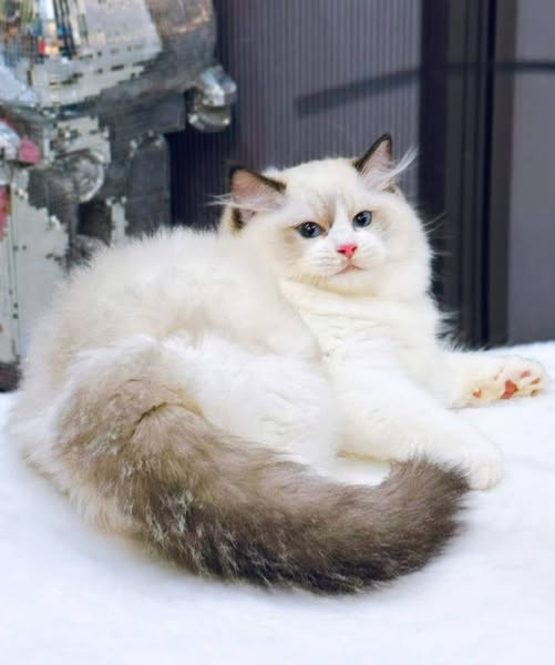 Ragdoll