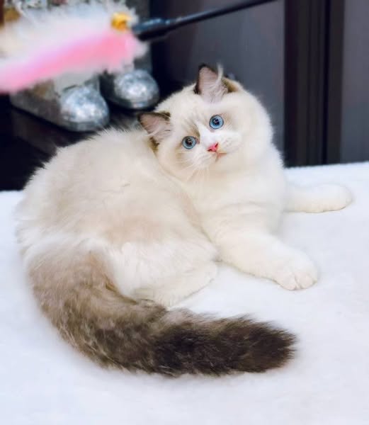 Ragdoll