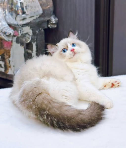 Ragdoll