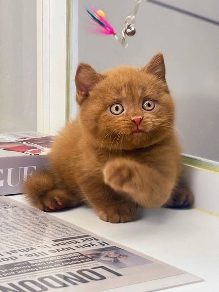 British Shorthair