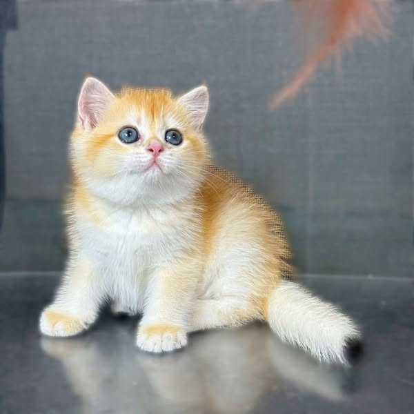 British Shorthair