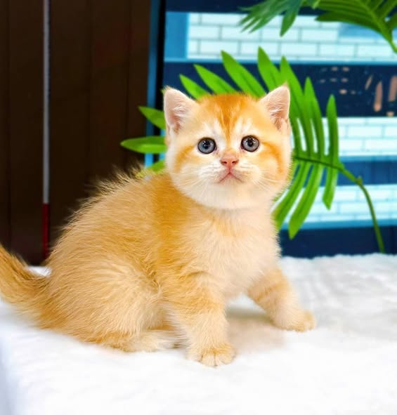 British Shorthair