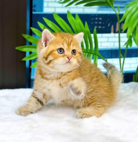 British Shorthair