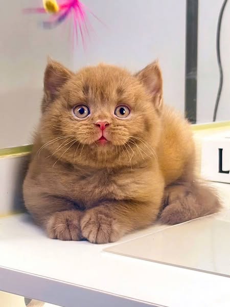 British Shorthair