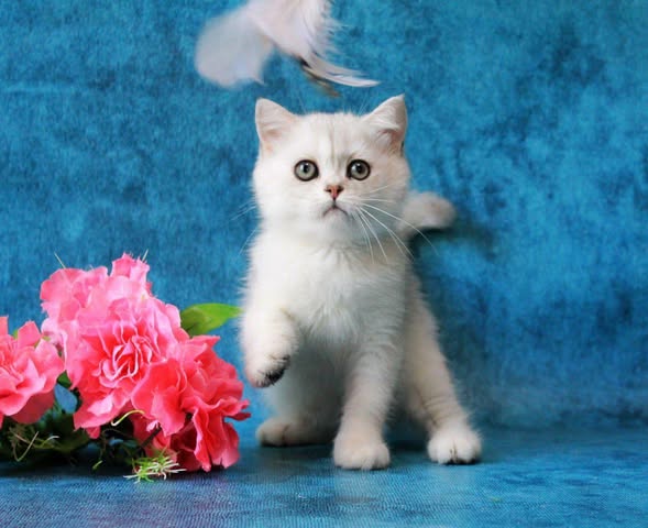 British Shorthair