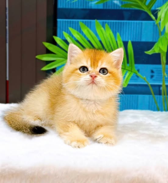 British Shorthair