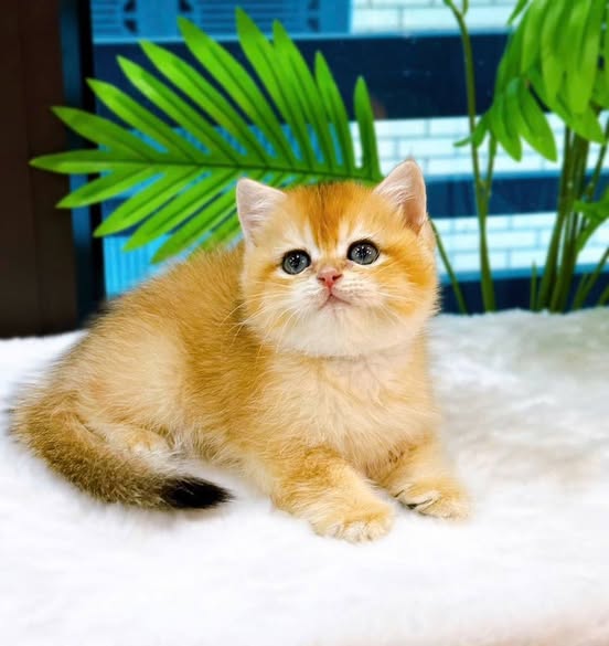British Shorthair