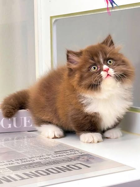Munchkin Longhair