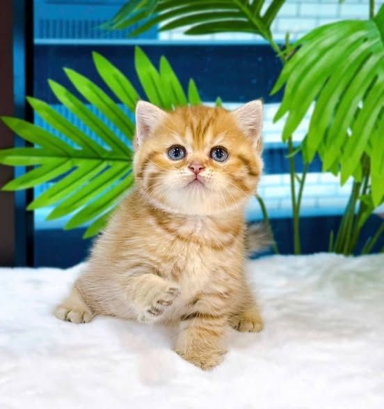 British Shorthair