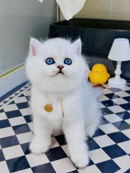 British Shorthair