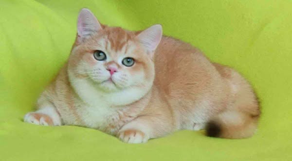 British Shorthair