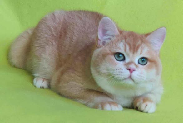 British Shorthair
