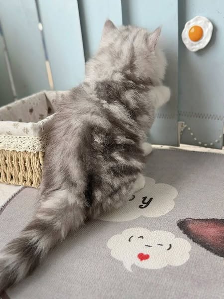 British Longhair