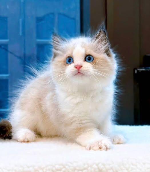 Ragdoll