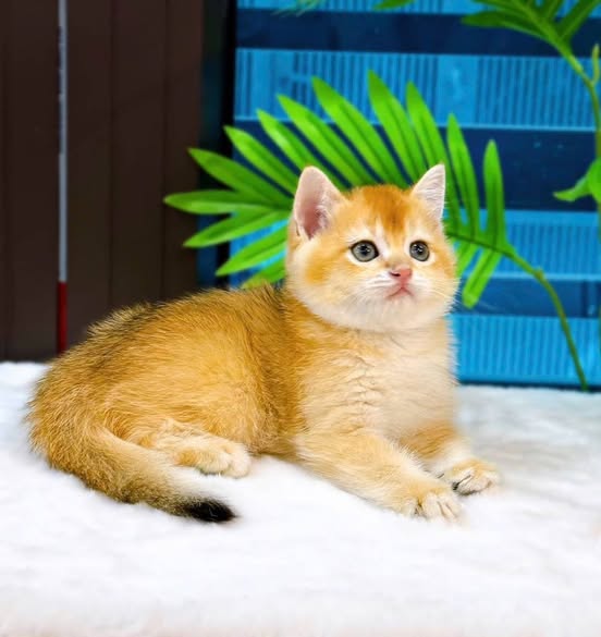 British Shorthair