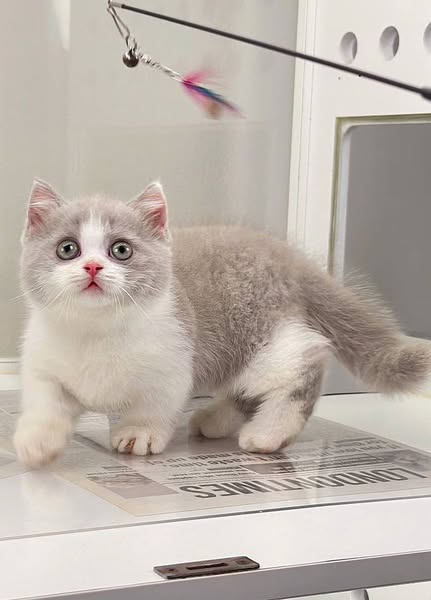 Munchkin