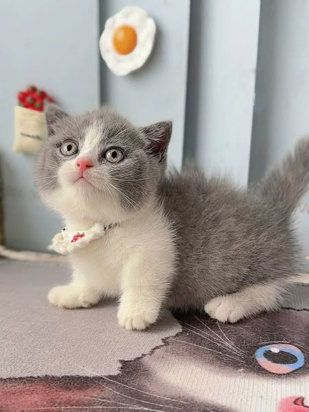 Munchkin