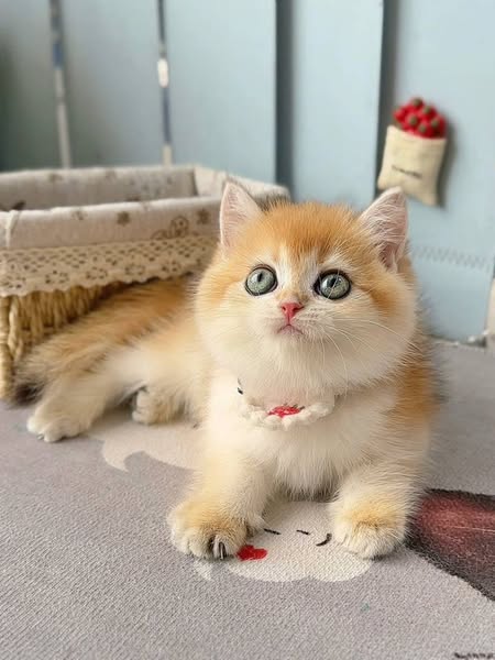British Shorthair