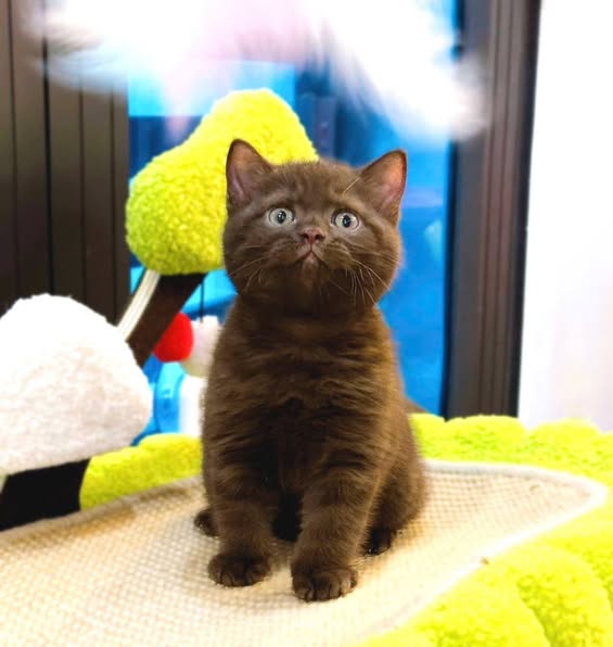 British Shorthair