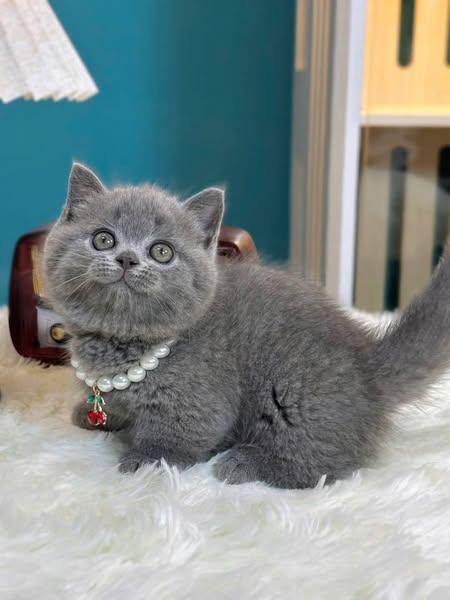 Munchkin