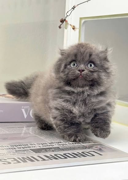 Munchkin Longhair