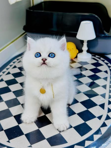 British Shorthair