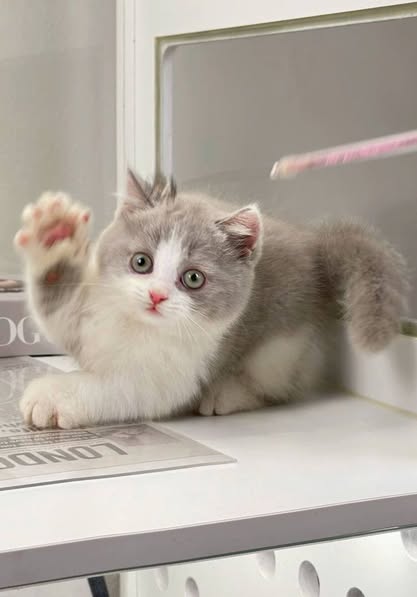 Munchkin