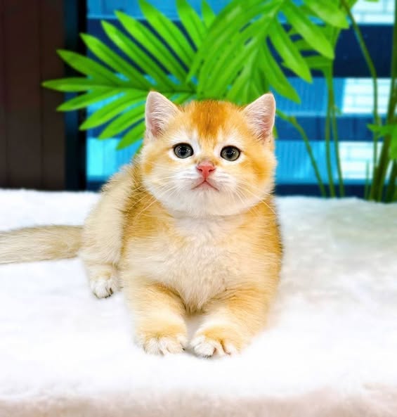 British Shorthair