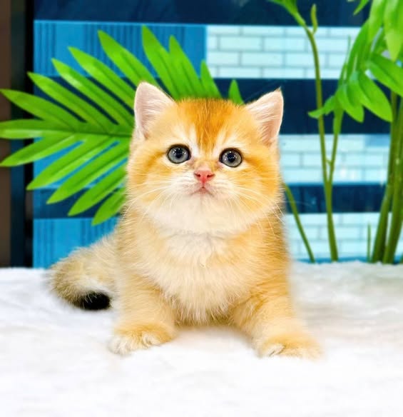 British Shorthair