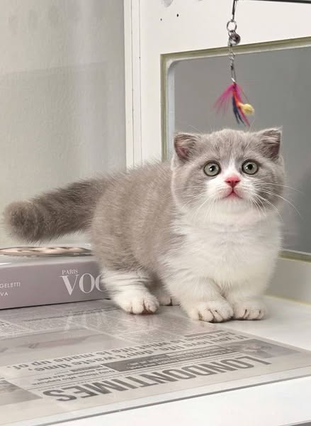 Munchkin Fold