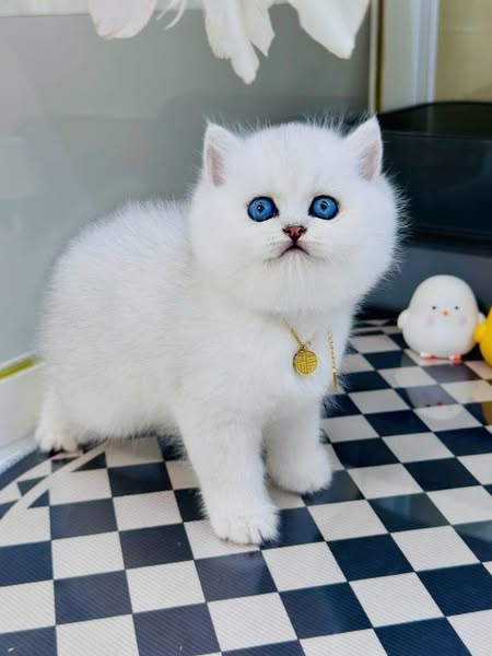 British Shorthair