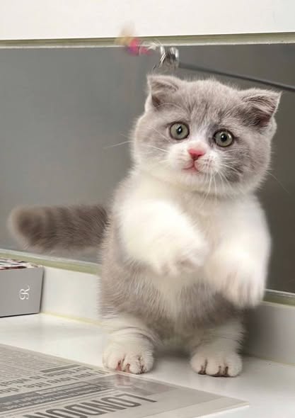 Munchkin Fold