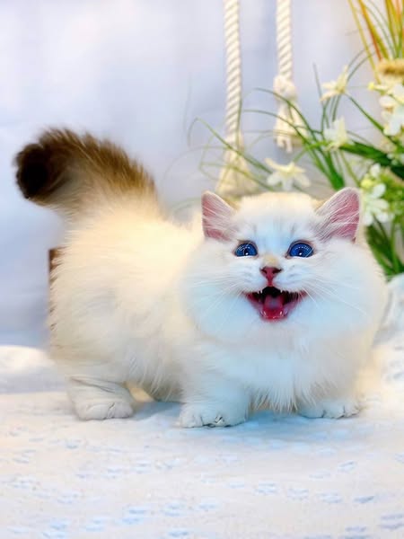 Munchkin Longhair