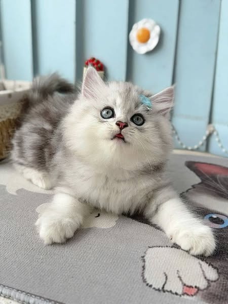 British Longhair