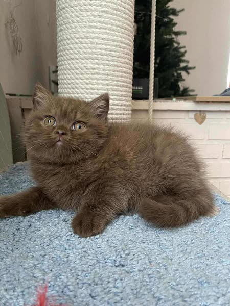 British Shorthair