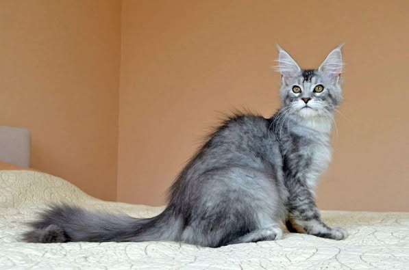 Maine Coon