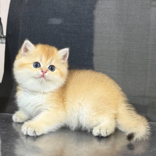British Shorthair