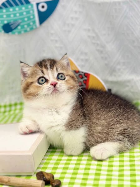Munchkin