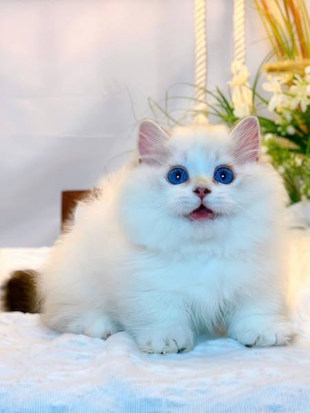Munchkin Longhair