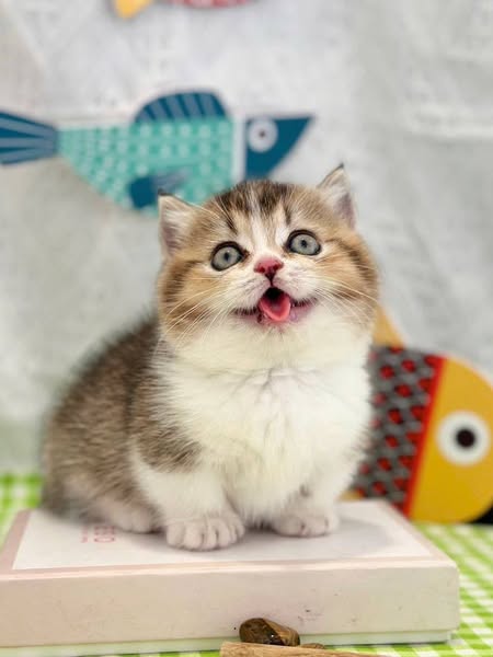 Munchkin