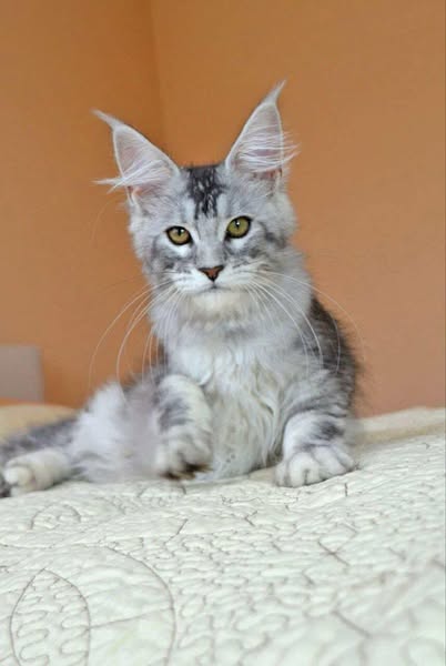Maine Coon