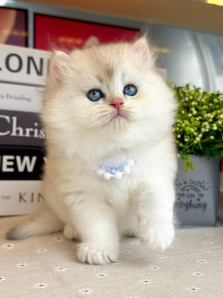 British Longhair