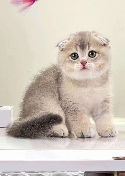 Scottish Fold