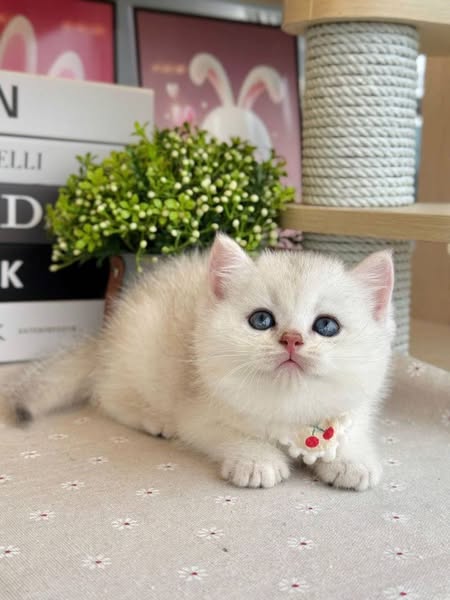 British Shorthair